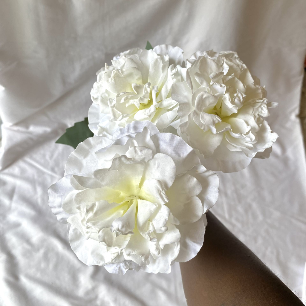 IMG_8995.webp