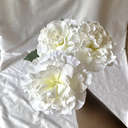 IMG_8995.webp
