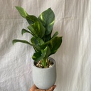 Grey Potted Plant