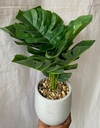 Grey Potted Plant