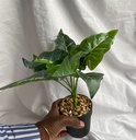 Black Potted Plant