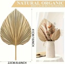 Palm Leaf