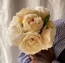Blush Peonies
