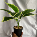 Faux Black Potted Plant