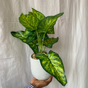 Faux Grey Potted Plant
