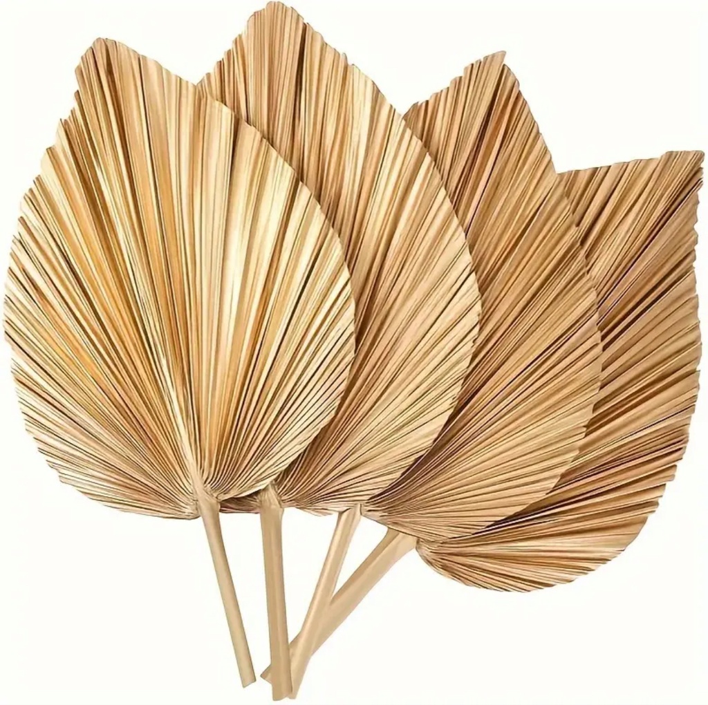 Palm Leaf 