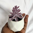 Faux Succulent