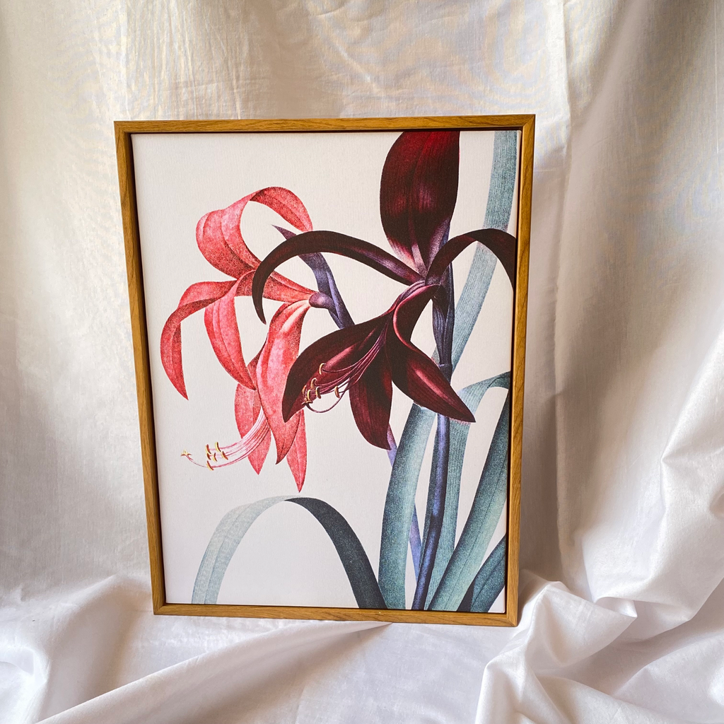 Tulip Framed Print