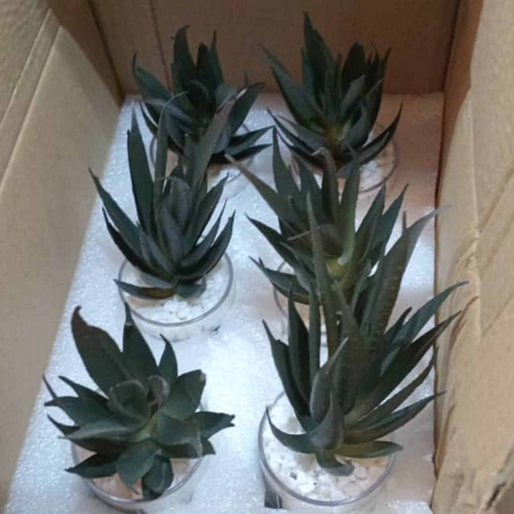 Faux Succulent