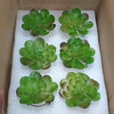 Faux Succulent